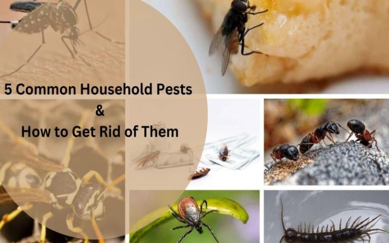 How to Identify and Eliminate Common Household Pests – The Techs Storm